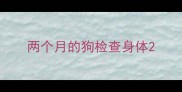 两个月的狗检查身体