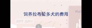 饲养拉布拉多犬的费用