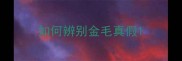 如何辨别金毛真假