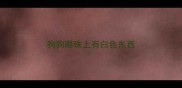 狗狗眼珠上有白色东西