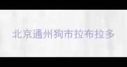 北京通州狗市拉布拉多