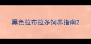 黑色拉布拉多饲养指南