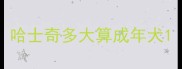 哈士奇多大算成年犬