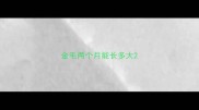 金毛两个月能长多大