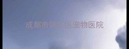成都市锦江区宠物医院