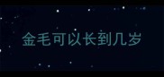 金毛可以长到几岁