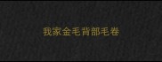 我家金毛背部毛卷