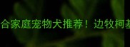 最全指南适合家庭宠物犬推荐边牧柯基贵宾犬全