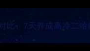 哈士奇与金毛训练对比7天养成高冷二哈的温顺性格全攻略