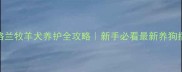 苏格兰牧羊犬养护全攻略新手必看最新养狗指南