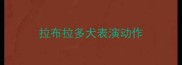 拉布拉多犬表演动作