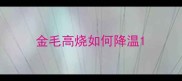 金毛高烧如何降温