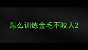 怎么训练金毛不咬人