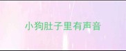 小狗肚子里有声音