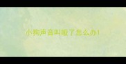 小狗声音叫哑了怎么办