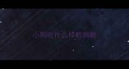 小狗吃什么样的狗粮