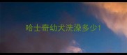 哈士奇幼犬洗澡多少