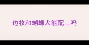 边牧和蝴蝶犬能配上吗