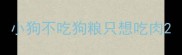 小狗不吃狗粮只想吃肉