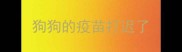 狗狗的疫苗打迟了