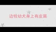 边牧幼犬身上有皮屑