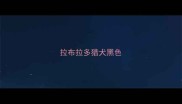 拉布拉多猎犬黑色
