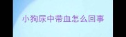小狗尿中带血怎么回事