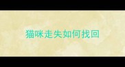 猫咪走失如何找回