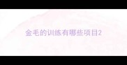 金毛的训练有哪些项目