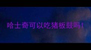 哈士奇可以吃猪板鼓吗