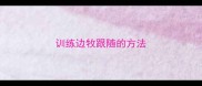 训练边牧跟随的方法