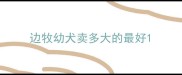 边牧幼犬卖多大的最好