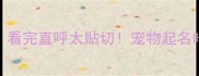 20个超有梗的哈士奇名字看完直呼太贴切宠物起名哈士奇养宠指南宠物搞笑名