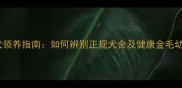 上海金毛犬领养指南如何辨别正规犬舍及健康金毛幼犬培育全