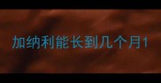 加纳利能长到几个月