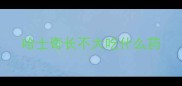 哈士奇长不大吃什么药
