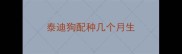 泰迪狗配种几个月生