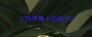 小狗仔身上有虫子
