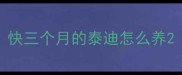 快三个月的泰迪怎么养
