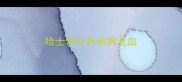 哈士奇与其他狗混血