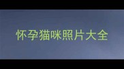 怀孕猫咪照片大全