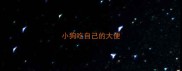 小狗吃自己的大便