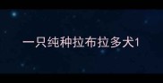 一只纯种拉布拉多犬