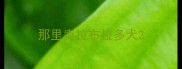 那里卖拉布拉多犬