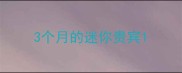 3个月的迷你贵宾