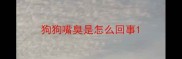 狗狗嘴臭是怎么回事