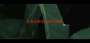 天津拉布拉多犬交易网