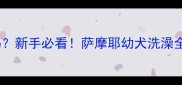一个月的萨摩能洗澡吗新手必看萨摩耶幼犬洗澡全攻略附正确步骤