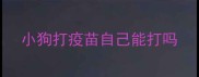 小狗打疫苗自己能打吗