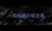 小狗换新环境洗澡